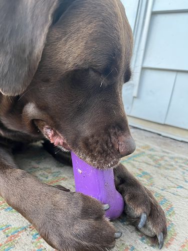 Customer photo review of Freezbone