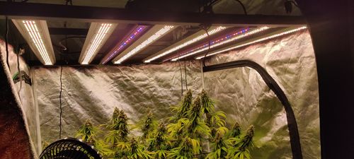 Customer photo review of Sayhon 650W LED Grow lights Commercial Grow Lights Supplement UVA&IR Spectra
