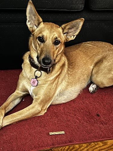 Customer photo review of Pink Silicone