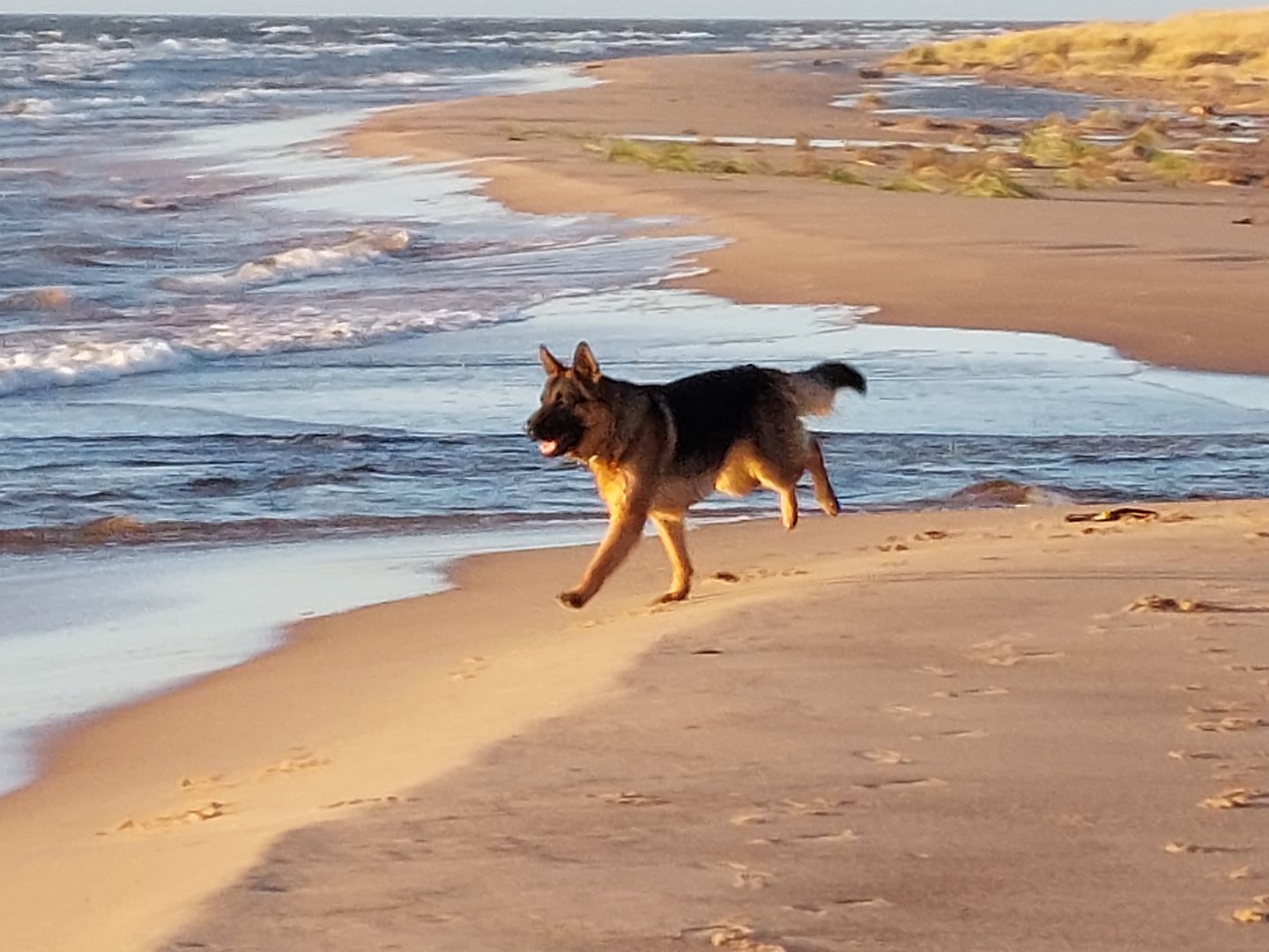 Customer photo review of Best Breeders Adult All breeds 25/13 ar zivi un rīsiem