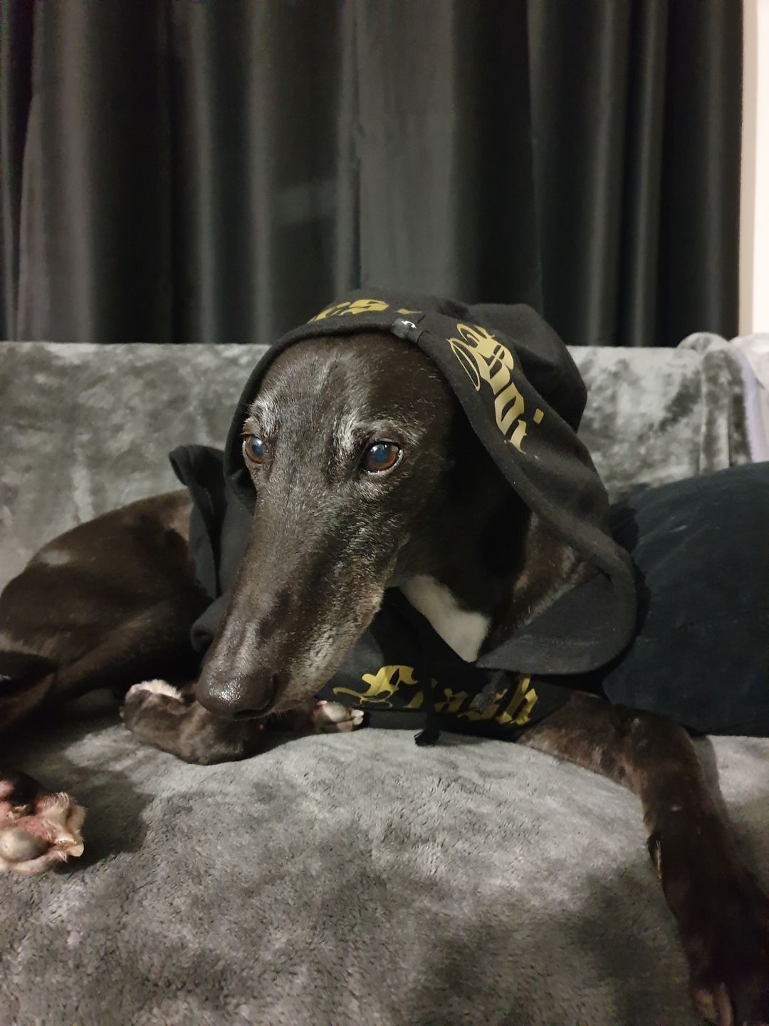 Customer photo review of Gangsta Yapper Dog Hoodie - Personalised