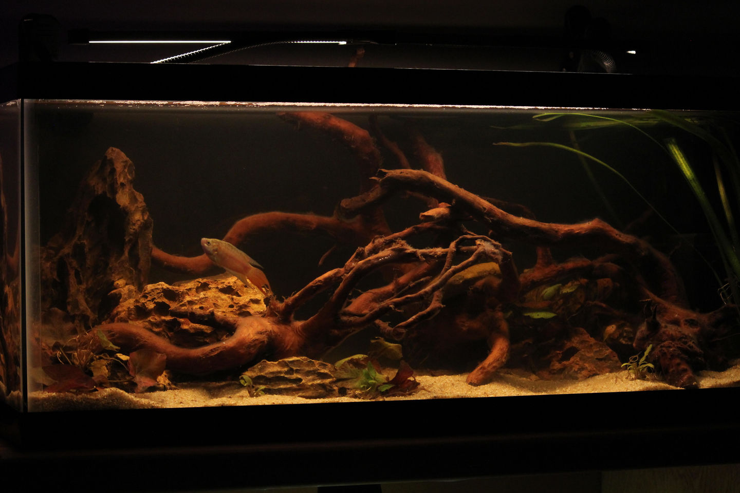 Customer photo review of Shark PRO