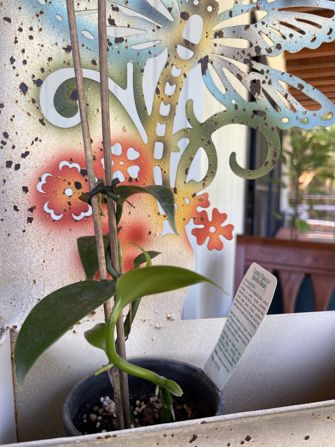Customer photo review of Vanilla Bean Orchid