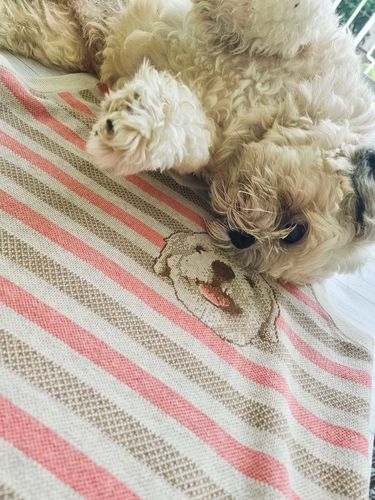 Customer photo review of Custom Pet Sweater Vest