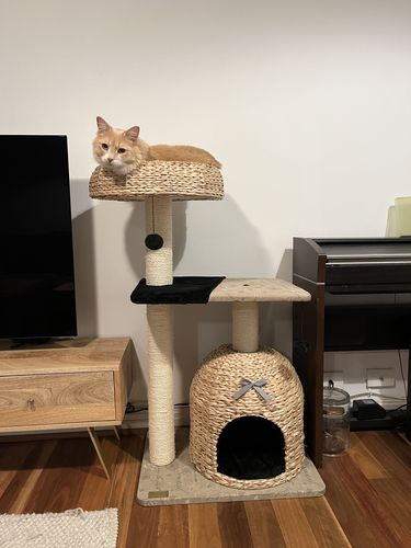 Customer photo review of HONEYPOT CAT® Bulrush Cat Tree type C 105cm