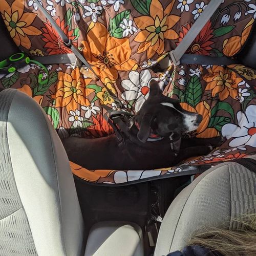 Customer photo review of Retro Flowers in Bloom Back Seat Cover For Dogs
