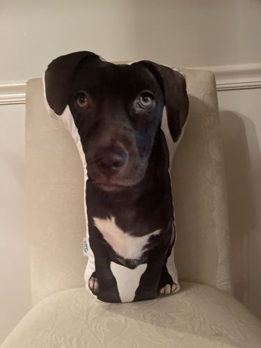Customer photo review of Create A Custom Dog Pillow