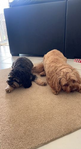Customer photo review of Sausage Treats- Party Mix! (Combination)