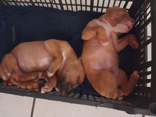 Customer photo review of Super Cria®