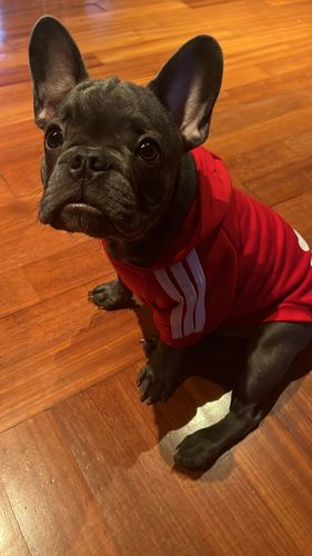 Customer photo review of Felpa "Adidog" Rossa