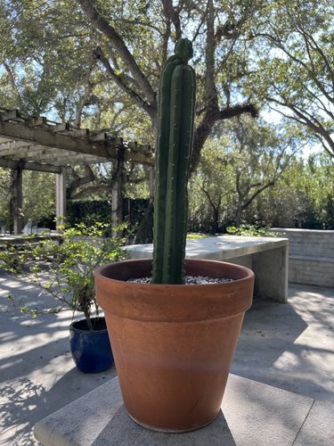 Customer photo review of Imperfect San Pedro Cactus Cuttings | Echinopsis pachanoi Cuttings