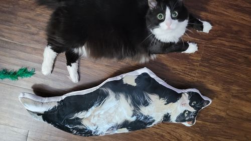 Customer photo review of Create A Custom Cat Pillow