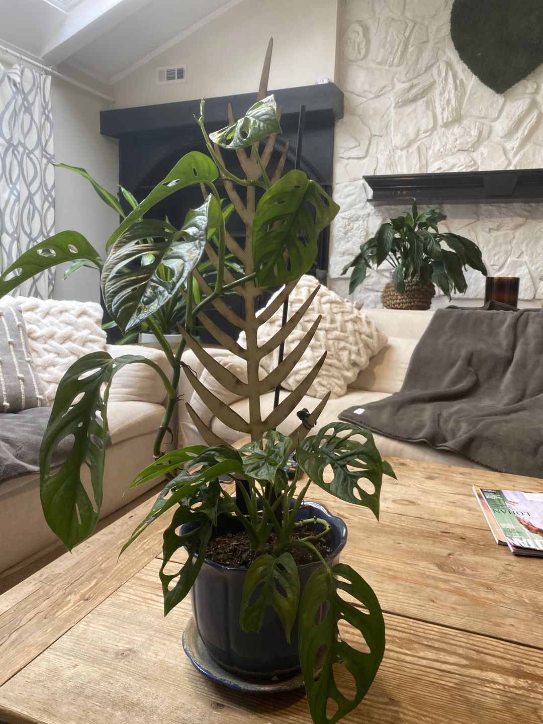 Customer photo review of BARE™ Palmella™ - Customizable wooden plant support - Inspired by the Palm leaf