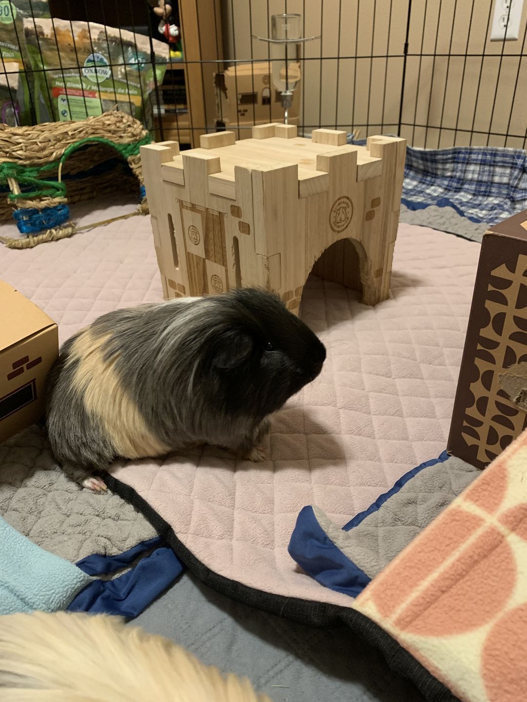 Customer photo review of GuineaDad Liner - Guinea Pig Fleece Liner No Pocket
