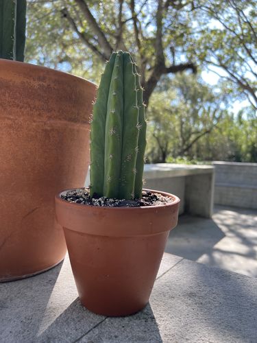 Customer photo review of San Pedro Cactus | Extra Small | Echinopsis pachanoi
