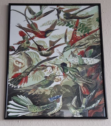 Customer photo review of Malen nach Zahlen - Trochilidae–Kolibris von Ernst Haeckel