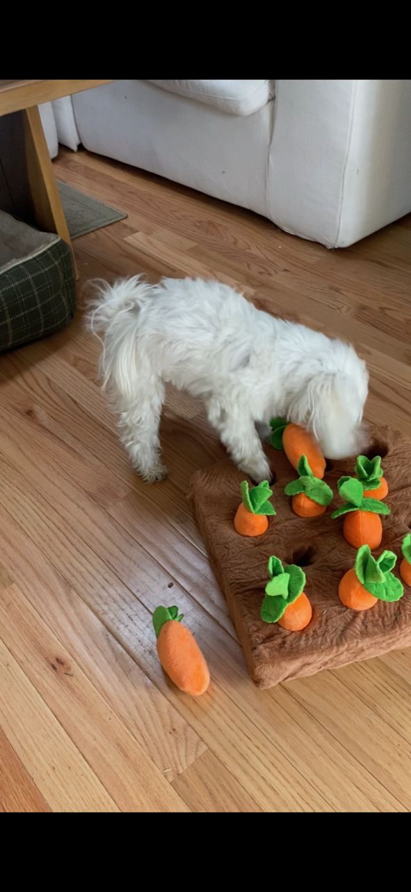 Customer photo review of Carrot Farm