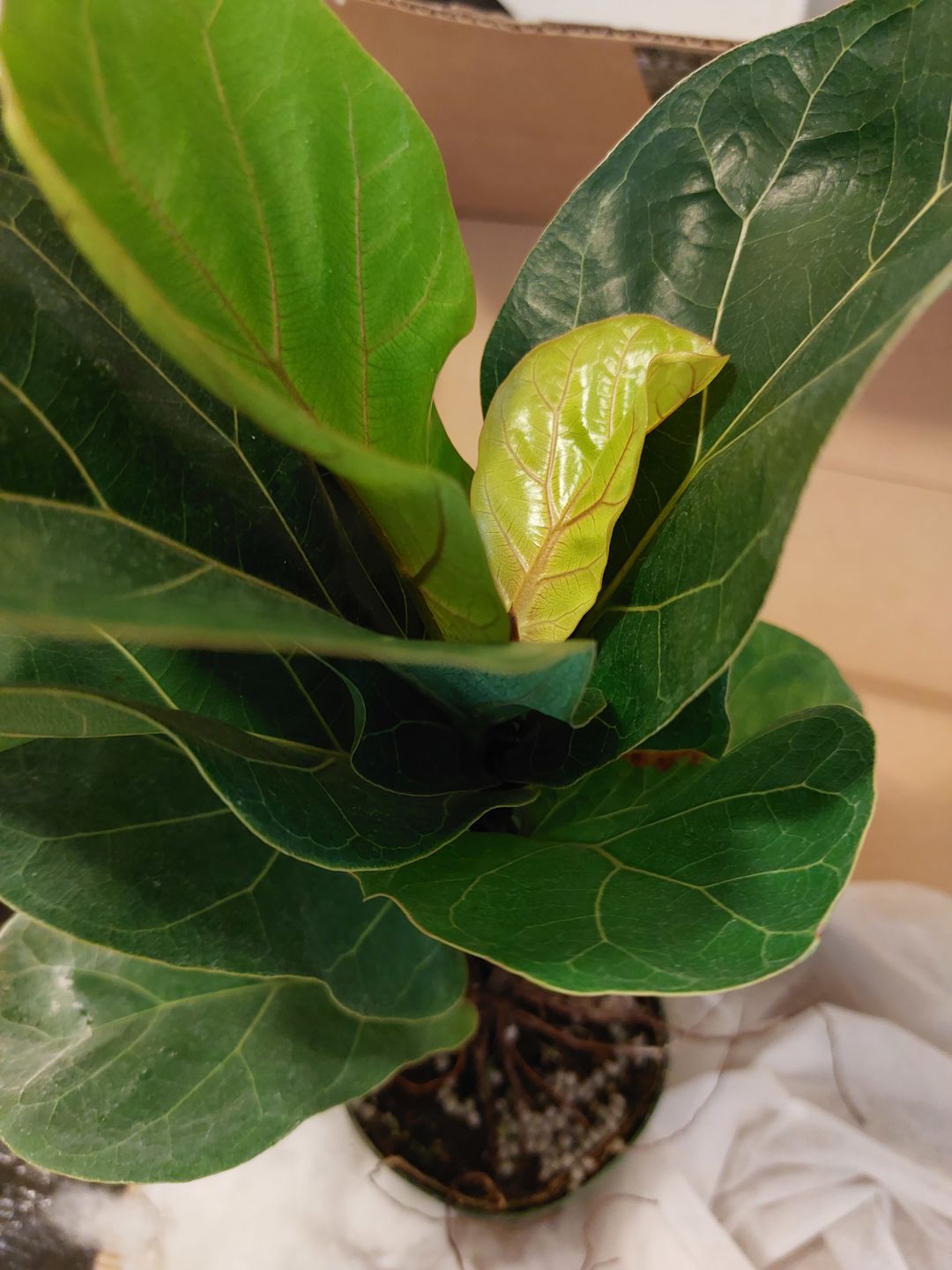 Customer photo review of 4" Ficus lyrata 'Little Sunshine'