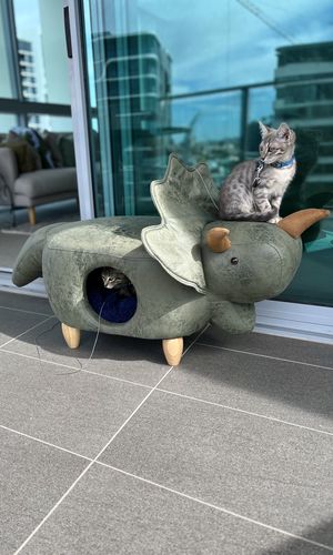 Customer photo review of 2-in-1 Foot Stool & Cat House