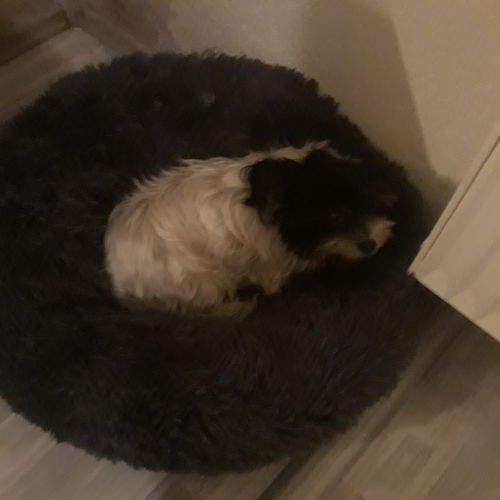 Customer photo review of Puppery Hundebett Wolke 7 - Das Original