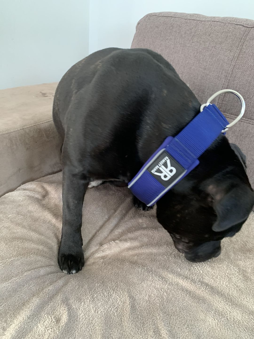 Customer photo review of 5cm RR Collar | Soft Padded & Reflective | Series 2 - Blue