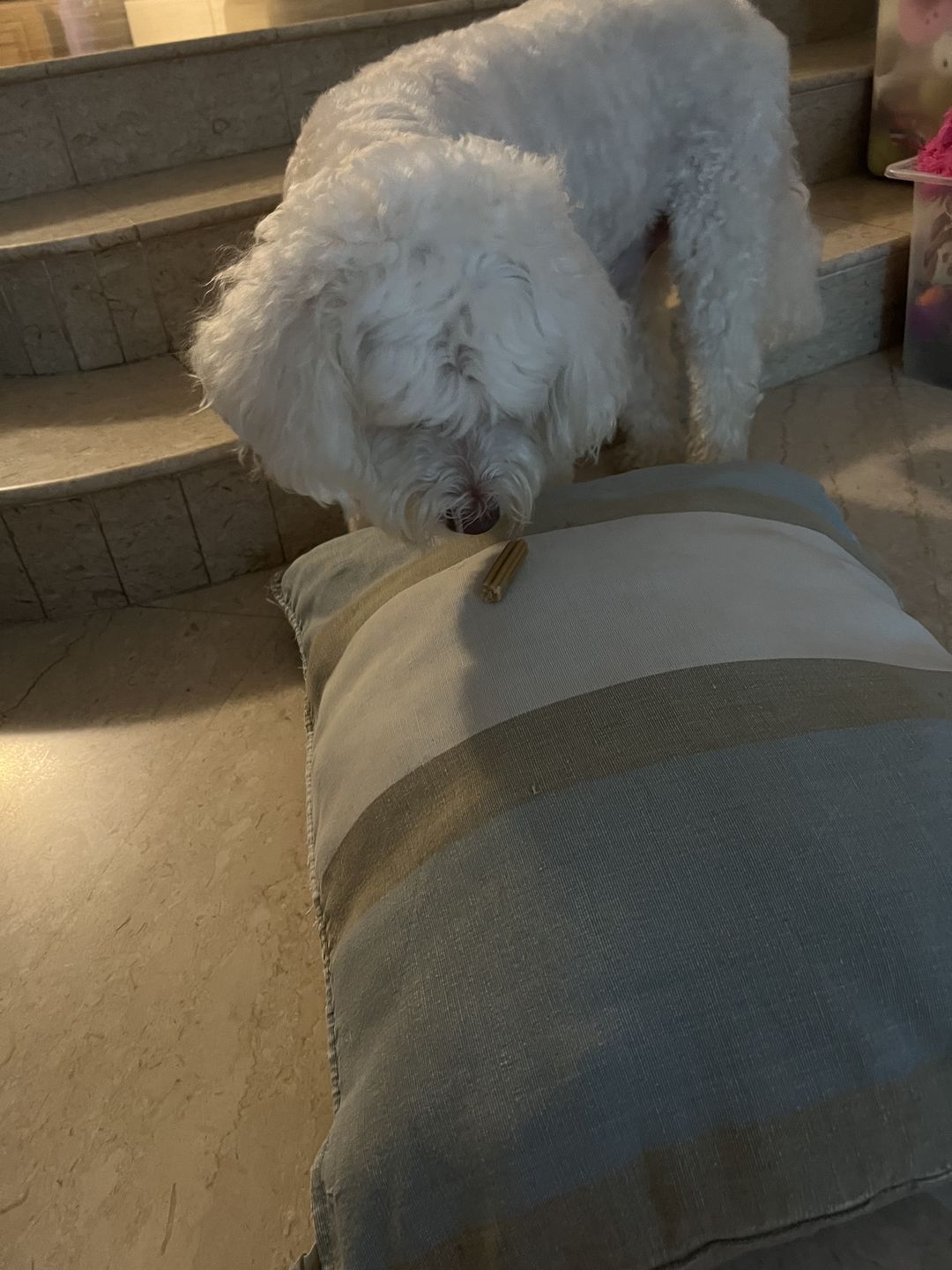 Customer photo review of Dental Chew (Large Package)
