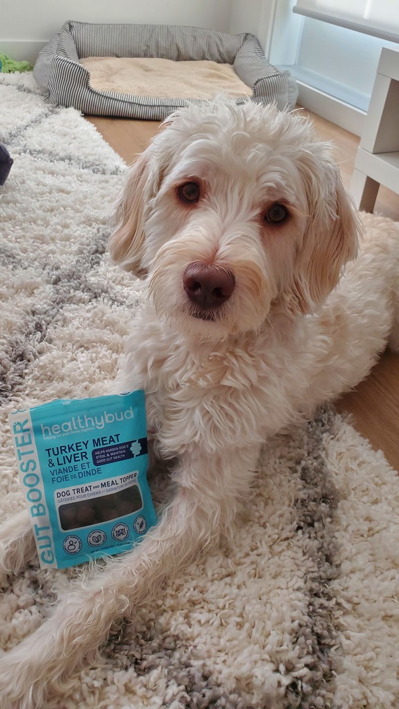 Customer photo review of Turkey Gut Booster