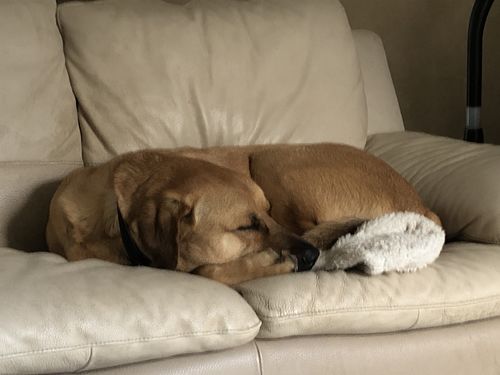 Customer photo review of Collier Anti Aboiement PuppySafe