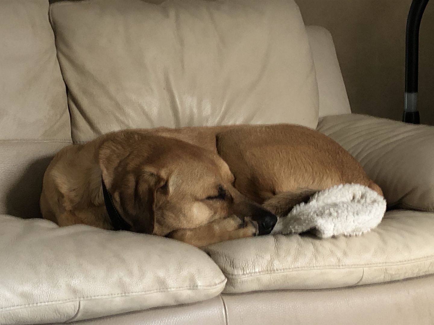 Customer photo review of Collier Anti Aboiement PuppySafe