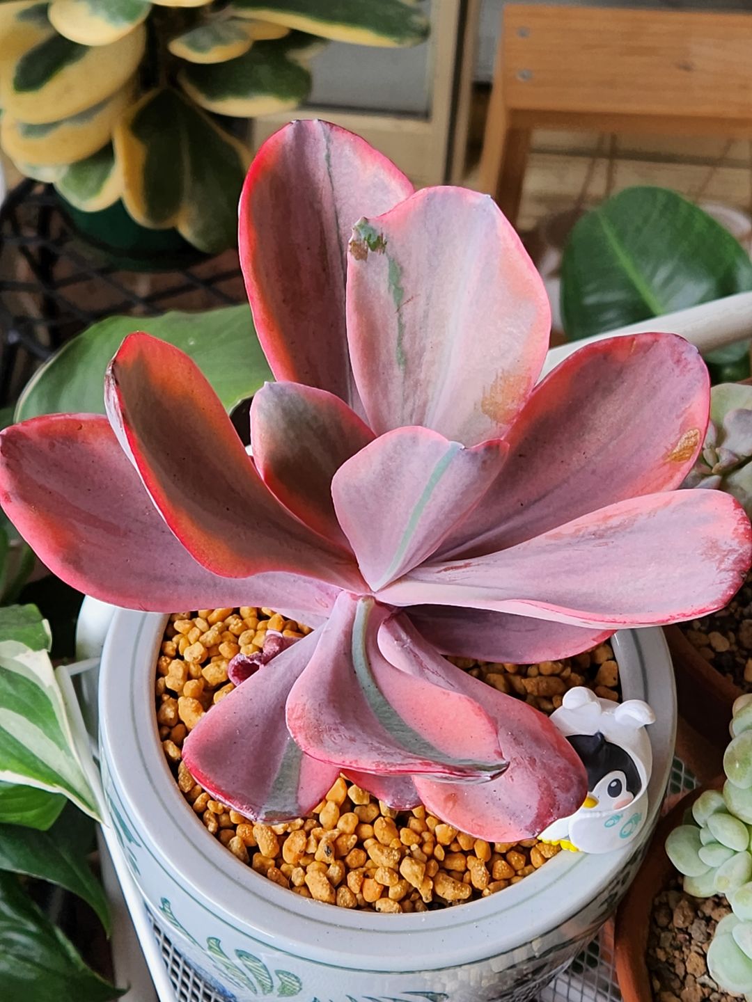Customer photo review of Echeveria Angel Wings Variegated