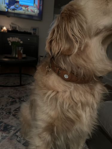 Customer photo review of Keepaws™ Leather AirTag Collar