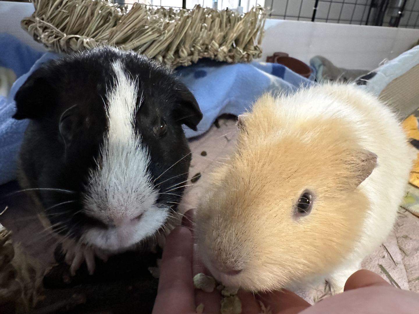 Customer photo review of GuineaDad Pea Flakes - Bonding Guinea Pig Treats - Infrared Heat Treated