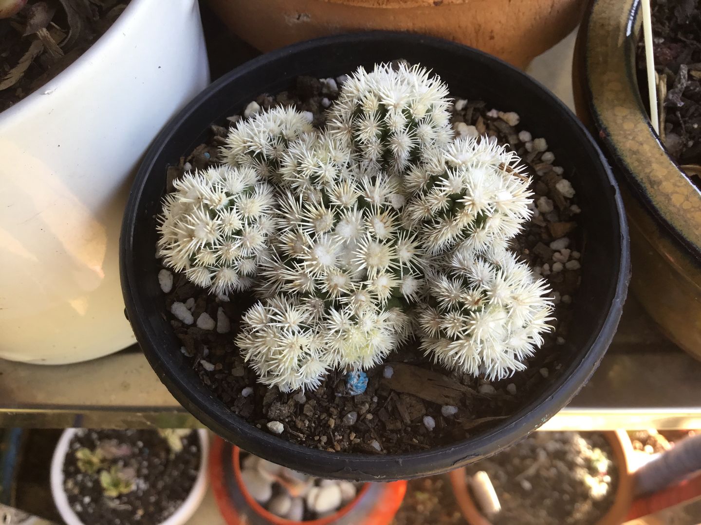 Customer photo review of Mammillaria Vetula ssp Gracilis 'Arizona Snowcap'
