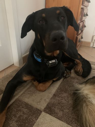 Customer photo review of Collier Anti Aboiement PuppySafe