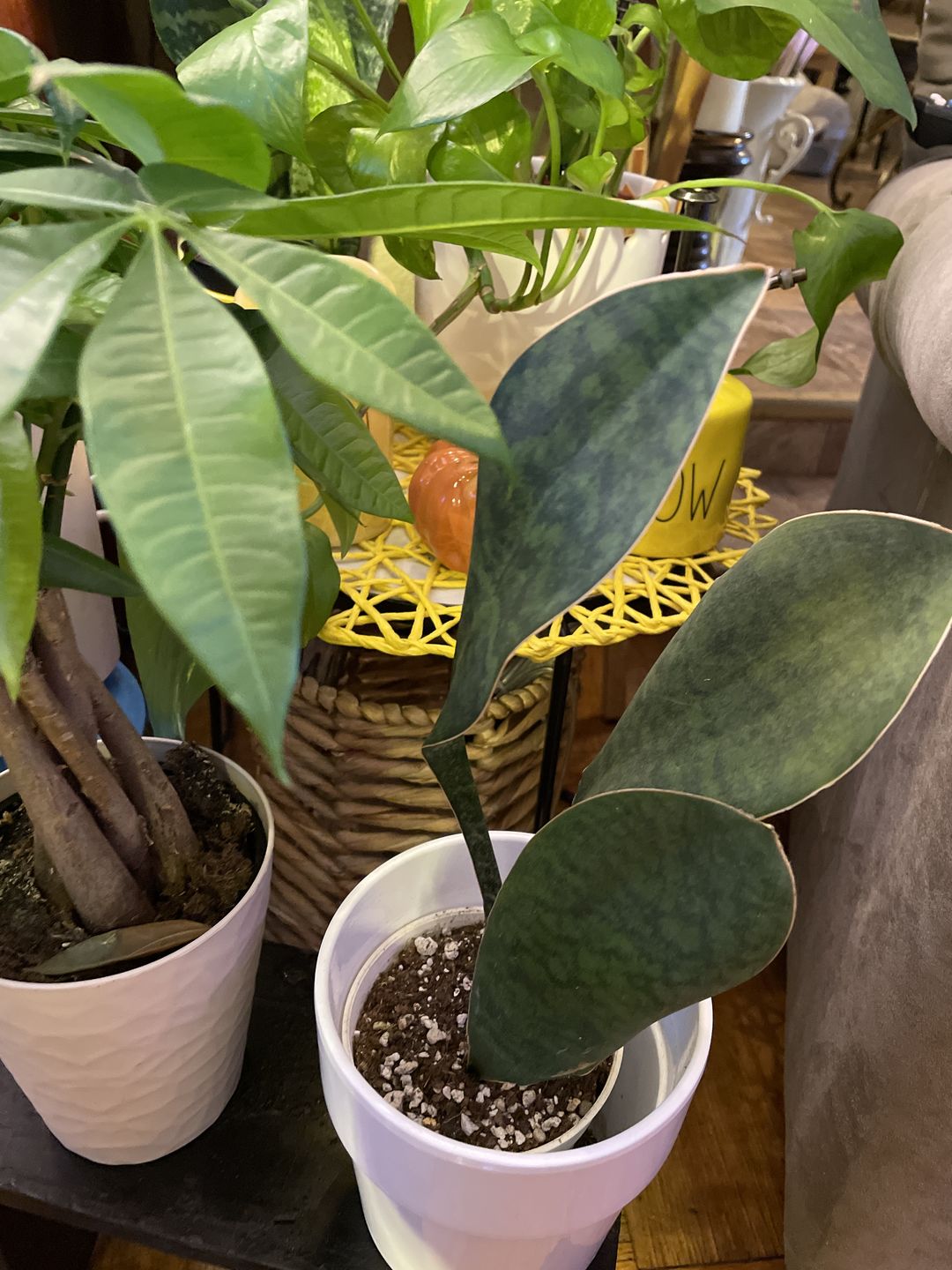 Customer photo review of 3" Hoya kerrii