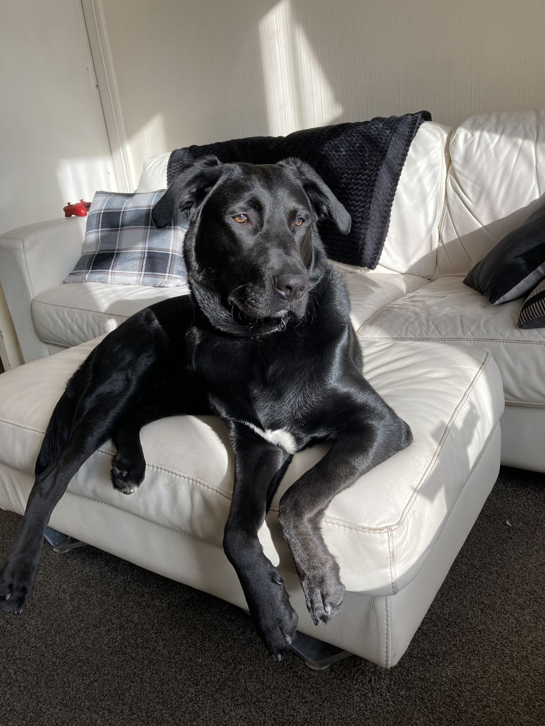 Customer photo review of Dog Shampoo