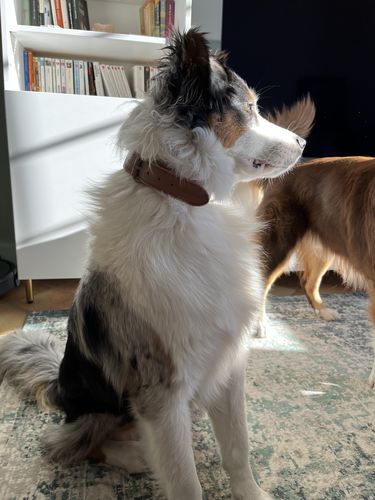 Customer photo review of Keepaws™ Leather AirTag Collar