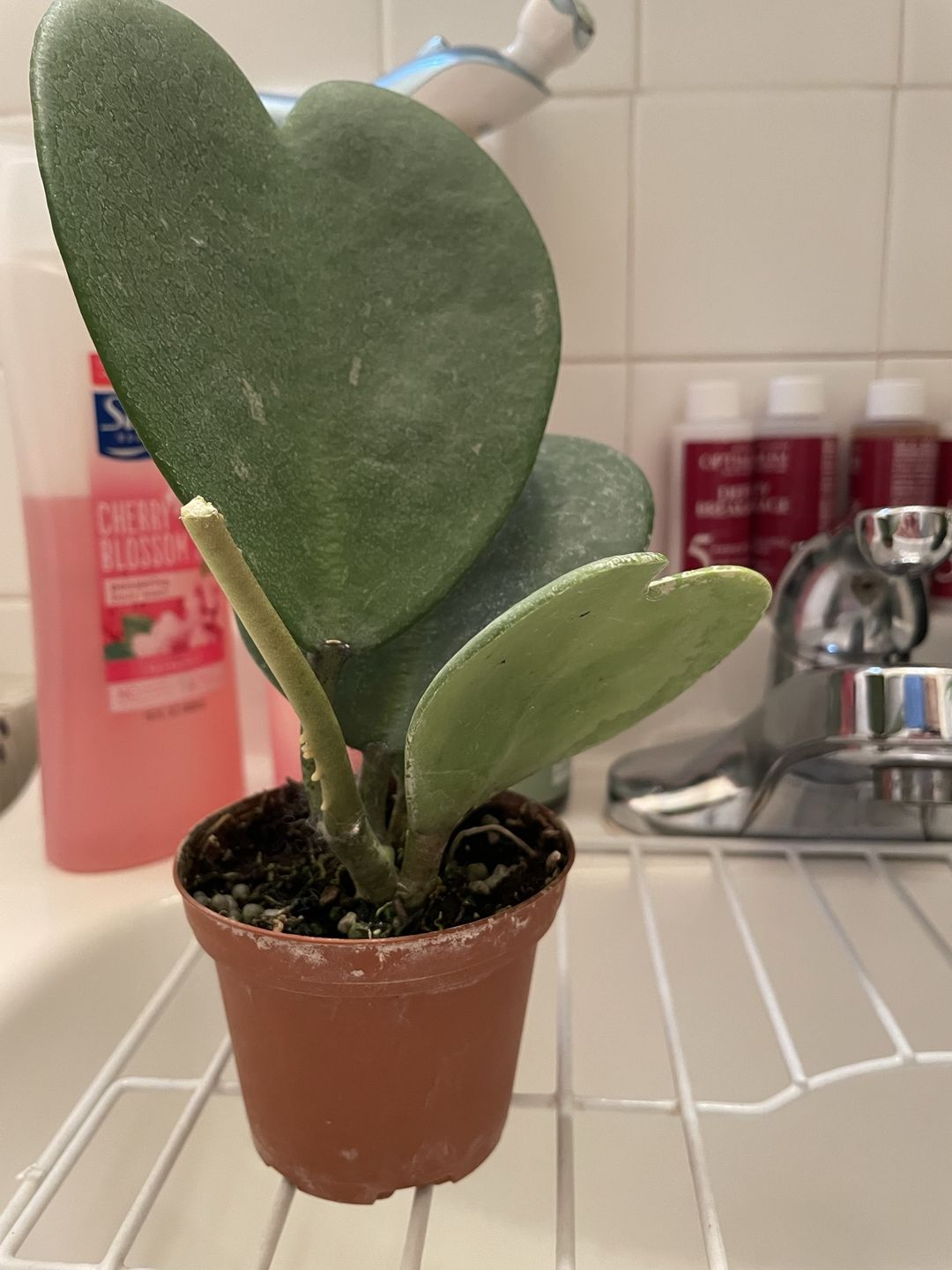 Customer photo review of 3" Hoya kerrii