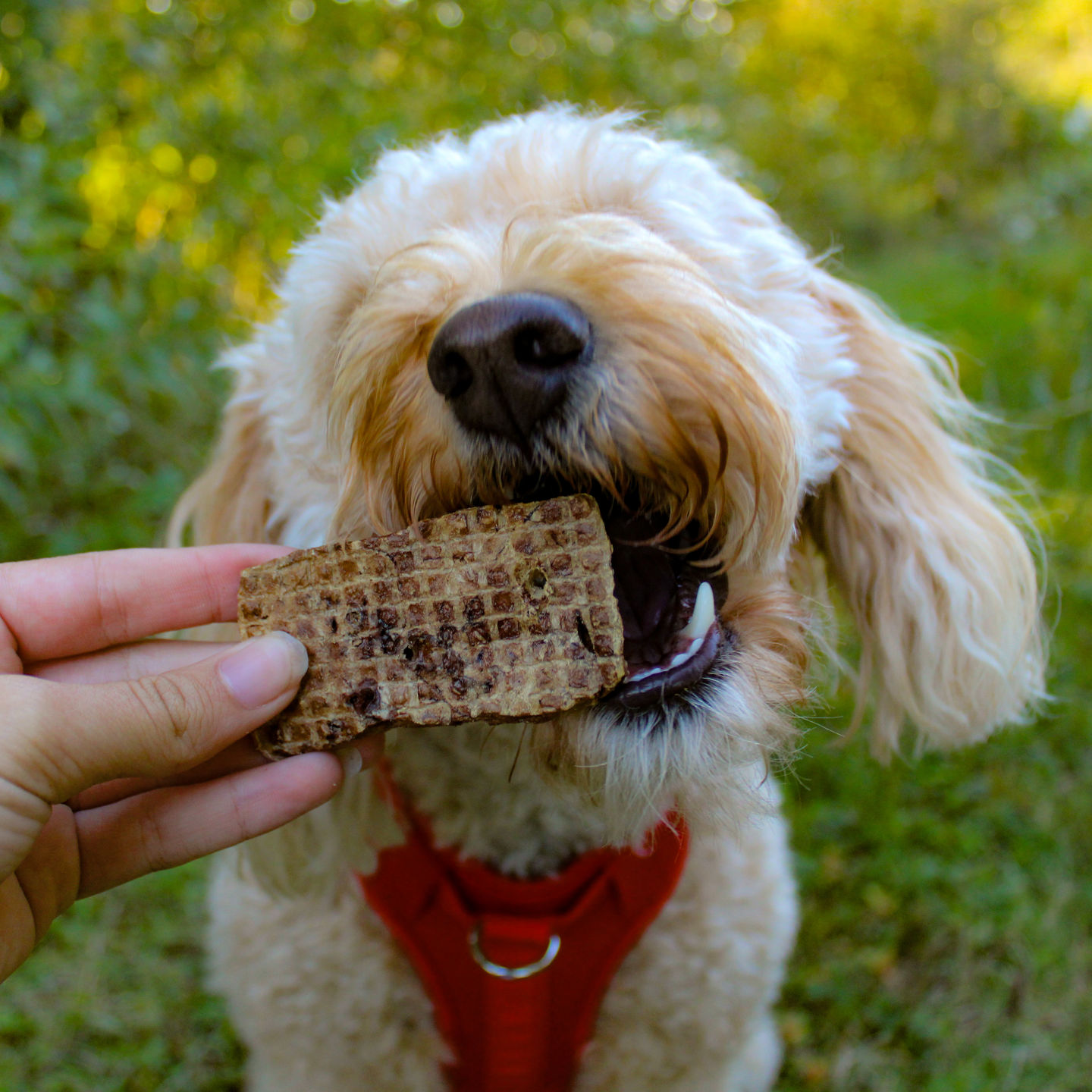 Customer photo review of Beef Lung Wafers