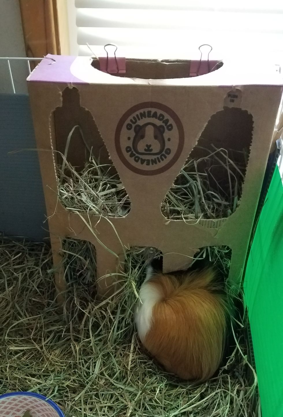 Customer photo review of GuineaDad Hay Box (3 Pack) - Orchard - Micro-Filtered Guinea Pig Hay