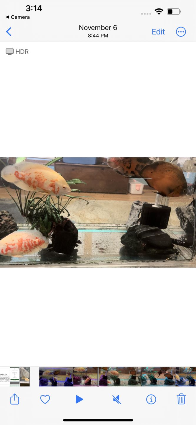 Customer photo review of Hikari Jumbo Carnisticks