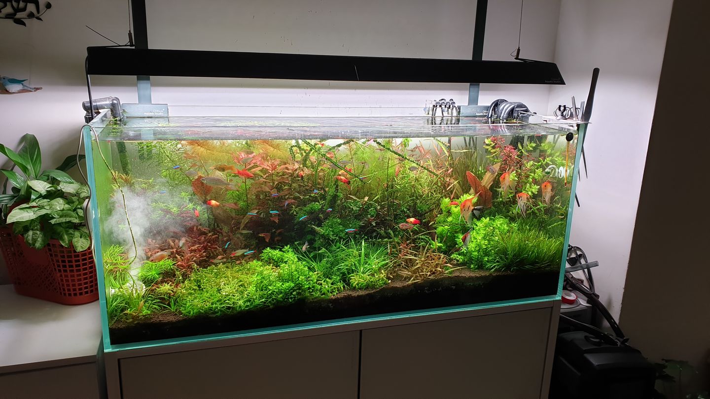 Customer photo review of Chihiros WRGB II pro Shade with mirror