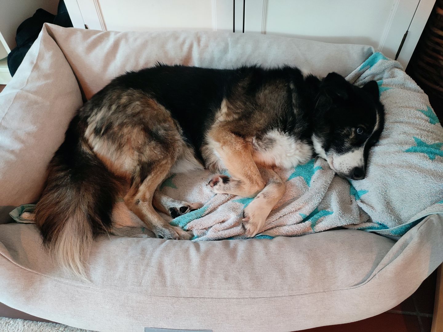 Customer photo review of Orthopädische Hunde Couch
