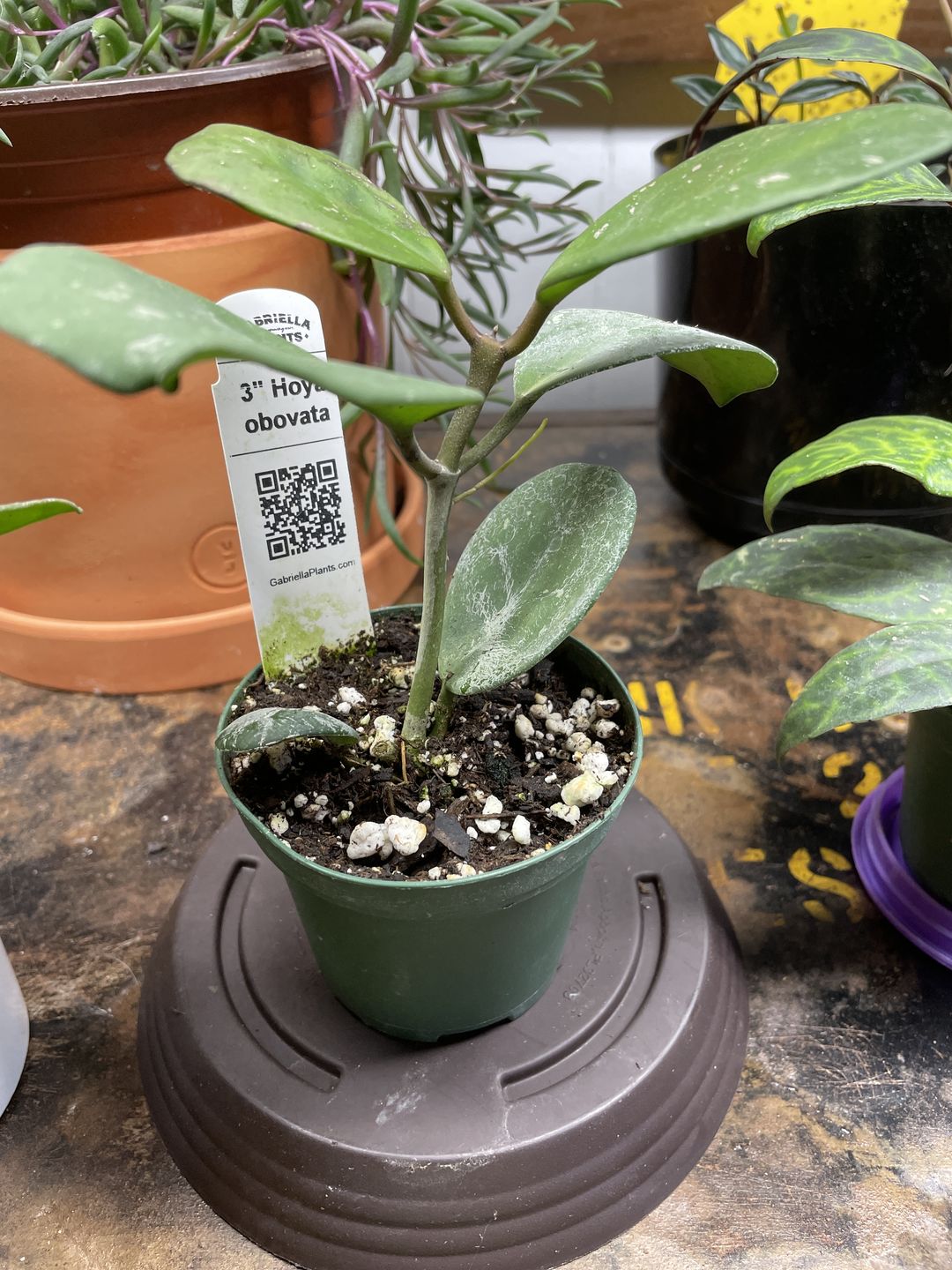 Customer photo review of 3" Hoya obovata