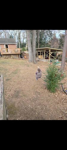 Customer photo review of Backyard Zipline Kit