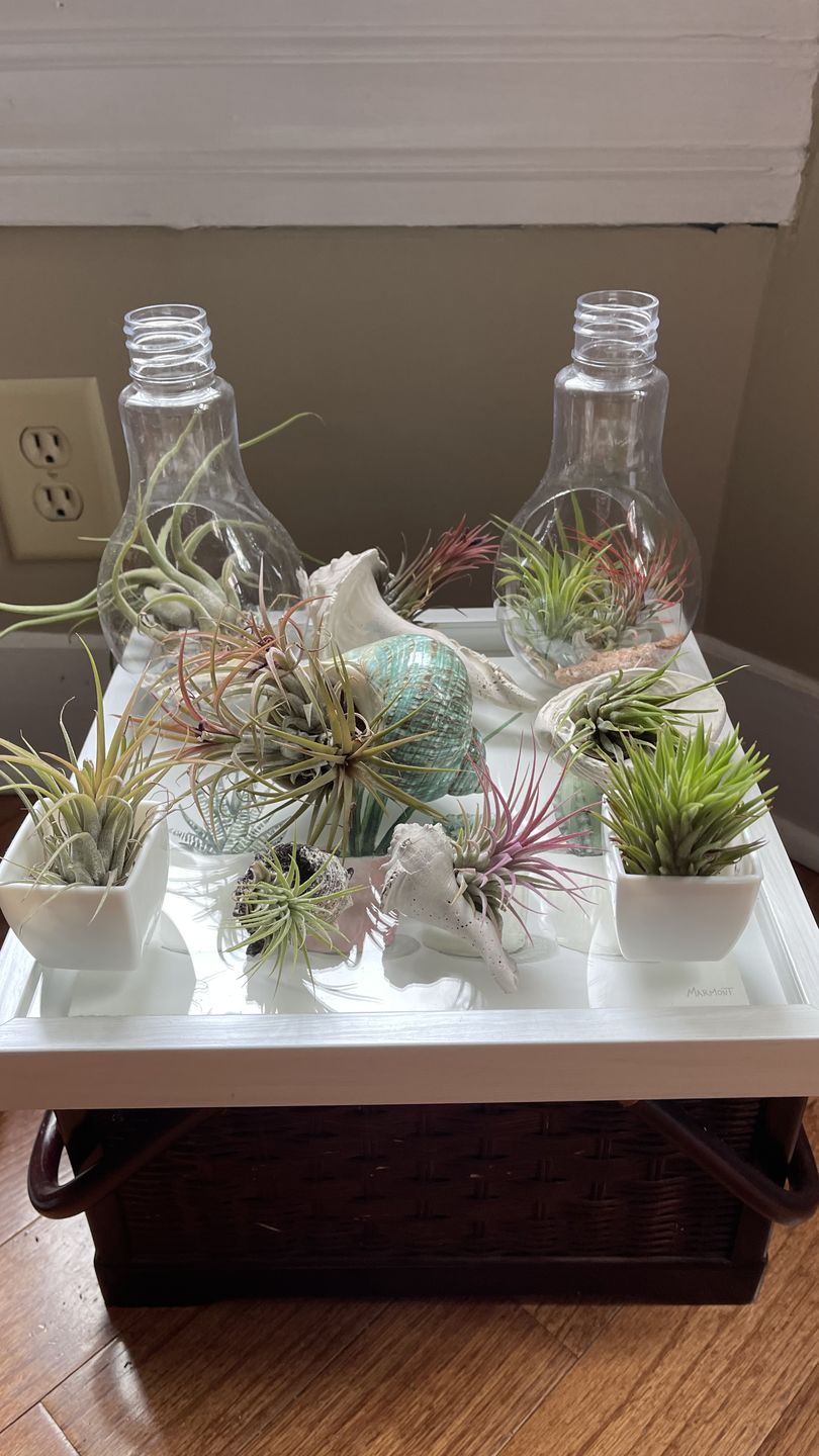 Customer photo review of Ionantha Peach