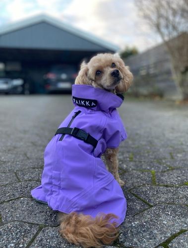 Customer photo review of Visibility Winter Jacket Lilac for Dogs