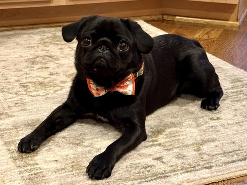 Customer photo review of Dog collar with bow tie - watercolor autumn