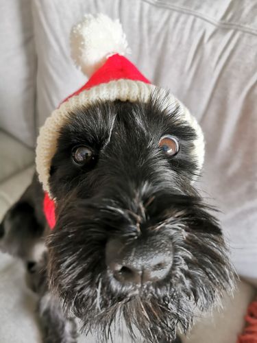 Customer photo review of Stylish Pet woollen Hat