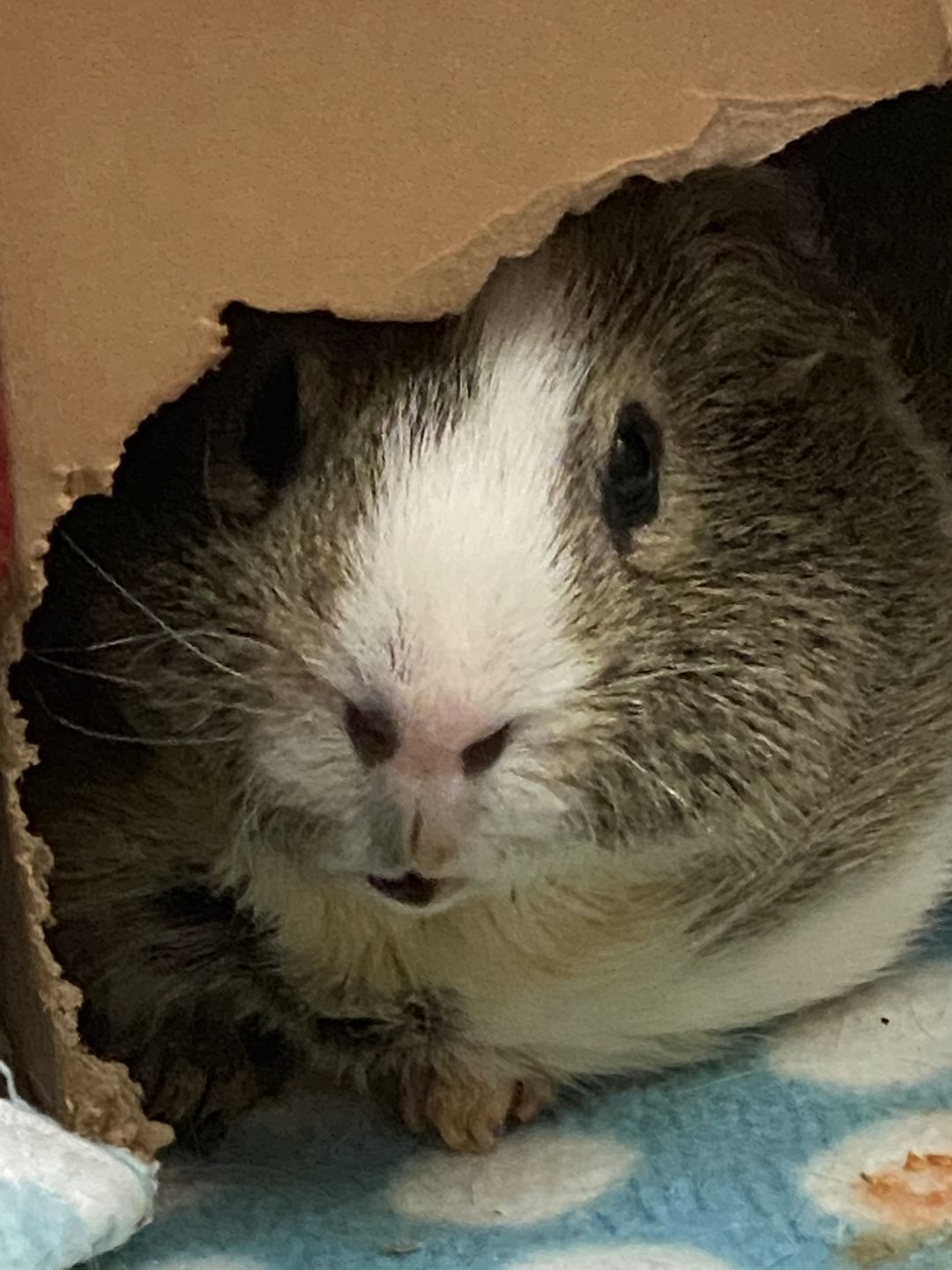 Customer photo review of GuineaDad Crunchy Condo - Pack of 3